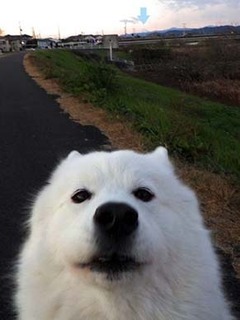 dote_i1812143.jpg