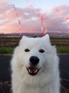 dote_i1812146.jpg