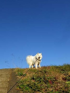 dote_i1812151.jpg