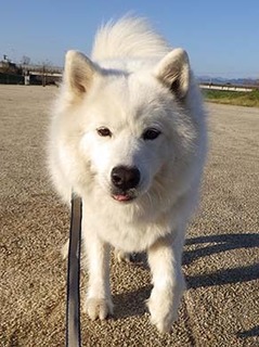 dote_i1812155.jpg