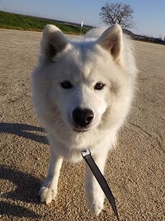 dote_i1812156.jpg