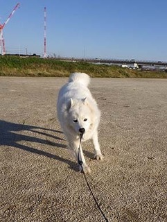 dote_i1812157.jpg