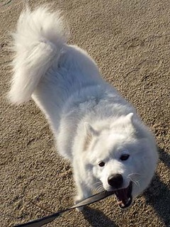 dote_i1812158.jpg