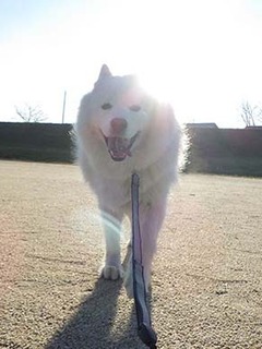 dote_i1812159.jpg