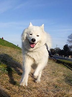 dote_i1812162.jpg