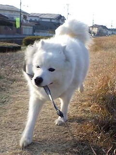 dote_i1812163.jpg