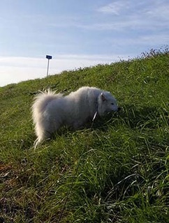 dote_i1812165.jpg