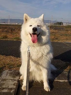 dote_i1812166.jpg