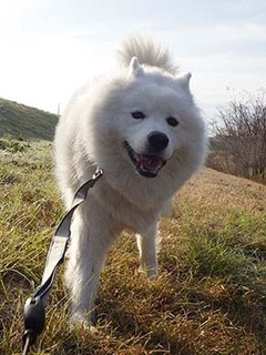 dote_i1812169.jpg