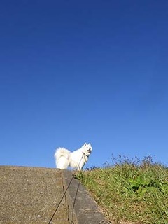 dote_i1812181.jpg