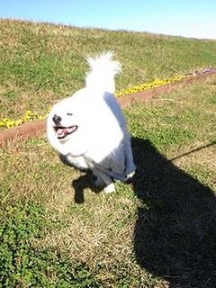 dote_i18121810.jpg
