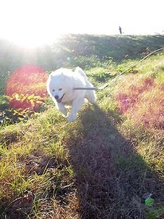 dote_i1812183.jpg