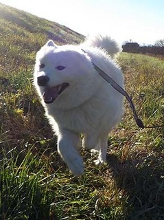 dote_i1812185.jpg