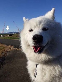 dote_i1812187.jpg