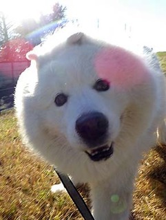 dote_i1812189.jpg