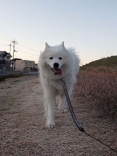 dote_i18121910.jpg
