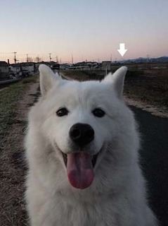 dote_i1812192.jpg