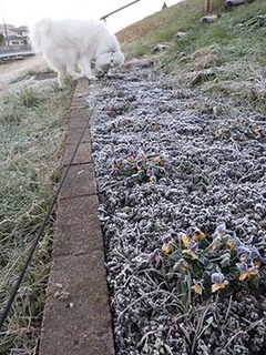 dote_i1812194.jpg