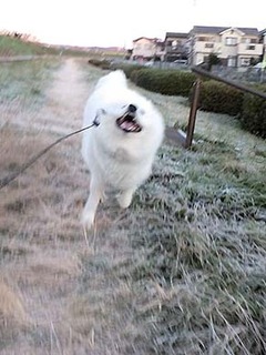 dote_i1812199.jpg