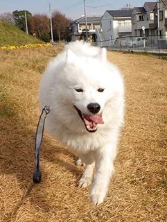 dote_i18122010.jpg