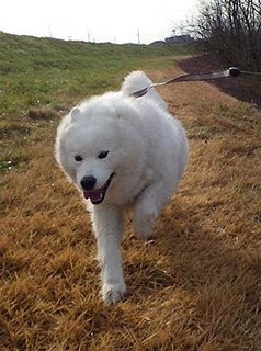 dote_i1812206.jpg