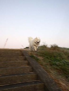 dote_i1812211.jpg