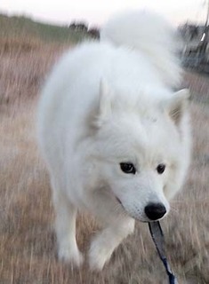 dote_i1812214.jpg