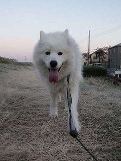 dote_i1812215.jpg