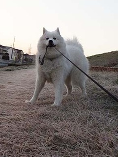dote_i1812217.jpg