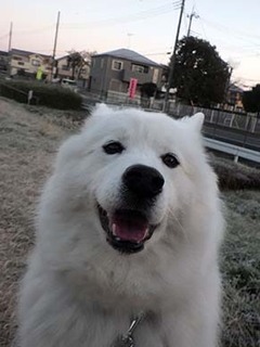 dote_i1812218.jpg