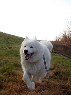 dote_i1812223.jpg