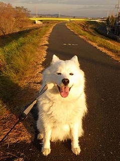 dote_i1812227.jpg