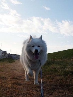 dote_i1812228.jpg
