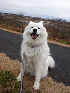 dote_i1812231.jpg