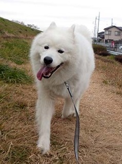 dote_i18122311.jpg
