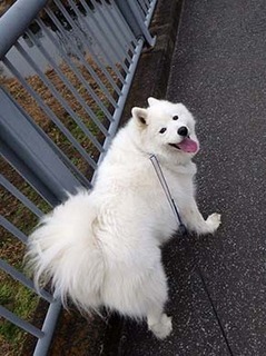 dote_i1812237.jpg