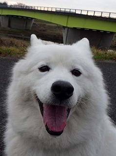 dote_i1812238.jpg