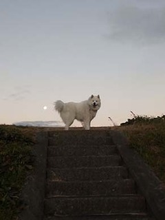 dote_i1812241.jpg