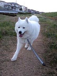 dote_i1812243.jpg