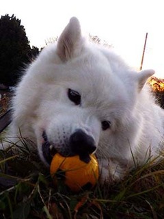 dote_i1812245.jpg