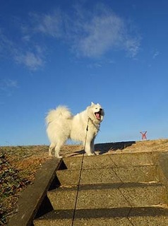 dote_i1901021.jpg