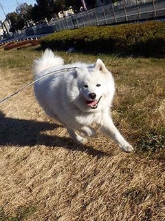 dote_i1901039.jpg