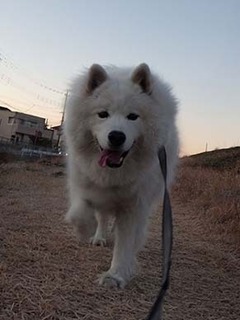 dote_i1901044.jpg