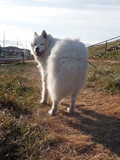 dote_i1901066.jpg