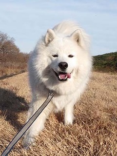 dote_i1901068.jpg