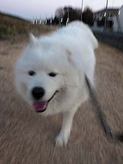 dote_i1901072.jpg