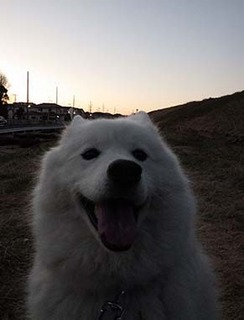 dote_i1901075.jpg