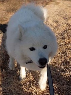 dote_i19010811.jpg