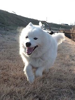dote_i1901082.jpg