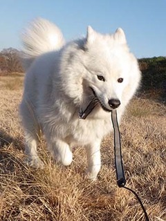 dote_i1901085.jpg
